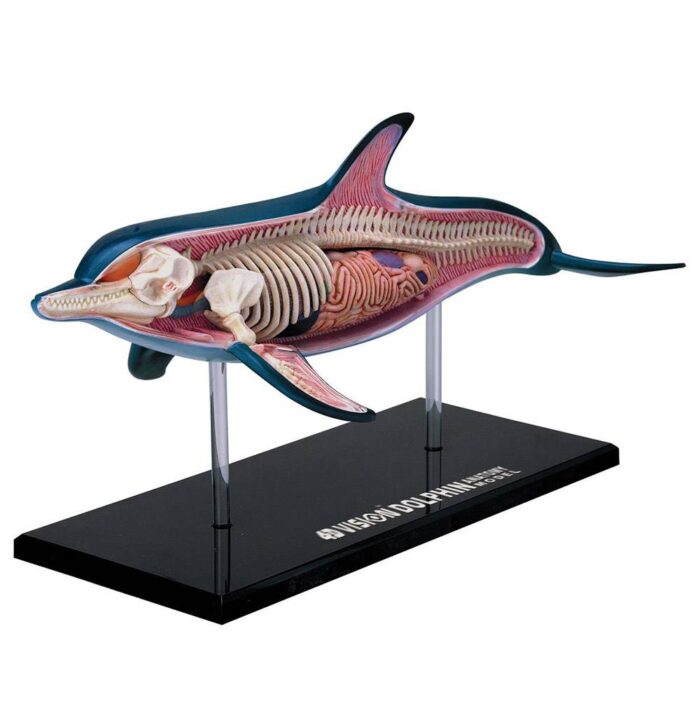 Konstruktorius Delfino anatomija 37cm - Image 2