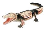 Konstruktorius Krokodilo anatomija 24cm - Image 2