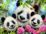 3D Dėlionė "Panda" su pliušiniu žaisliuku - Image 2