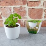 Rinkinys auginimui BIO Bazilikas Grand Vert 8 cm