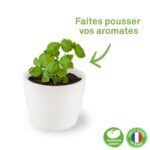 Rinkinys auginimui BIO Bazilikas Grand Vert 8 cm - Image 2