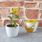 Rinkinys auginimui BIO "Saulėgrąža" 8 cm
