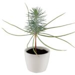 Rinkinys auginimui "Kalėdinis medis- pušis" 8 cm - Image 2