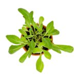 Rinkinys auginimui EKO "Šokoladas mini" - Image 3