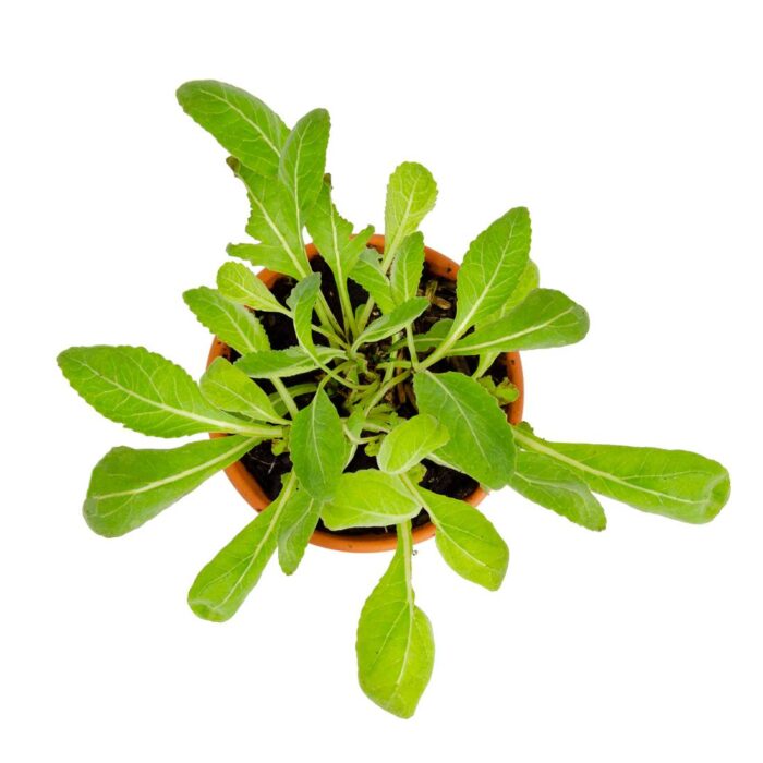 Rinkinys auginimui EKO "Šokoladas mini" - Image 3