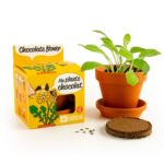Rinkinys auginimui EKO "Šokoladas mini" - Image 4