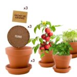 Rinkinys auginimui 3 Prieskoninės daržovės - Image 2