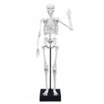 Konstruktorius Žmogaus skeletas 45 cm - Image 3