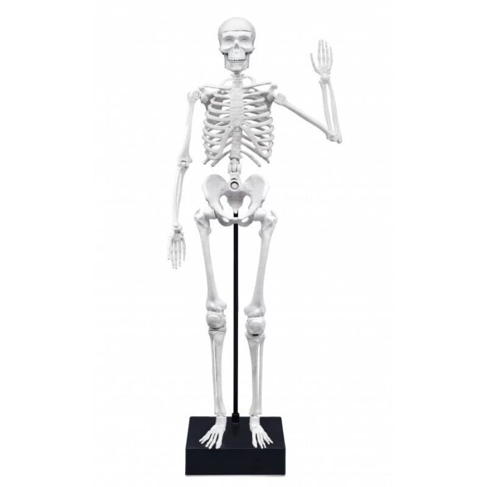 Konstruktorius Žmogaus skeletas 45 cm - Image 3