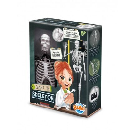 Žmogaus skeletas