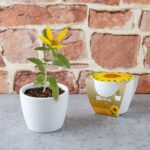 Rinkinys auginimui BIO "Saulėgrąža" 8 cm - Image 11
