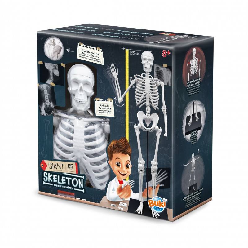 skeletas85 Konstruktorius Didelis žmogaus skeletas 85cm