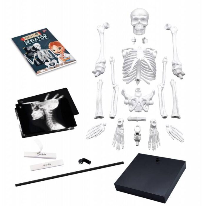 Konstruktorius Didelis žmogaus skeletas 85cm - Image 2