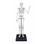 Konstruktorius Didelis žmogaus skeletas 85cm - Image 3