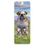 3D skirtukas Anglų buldogas (English Bulldog)