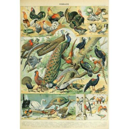 Dėlionė Paukščiai. Nouveau Larousse XIXa. piešinys. 1000