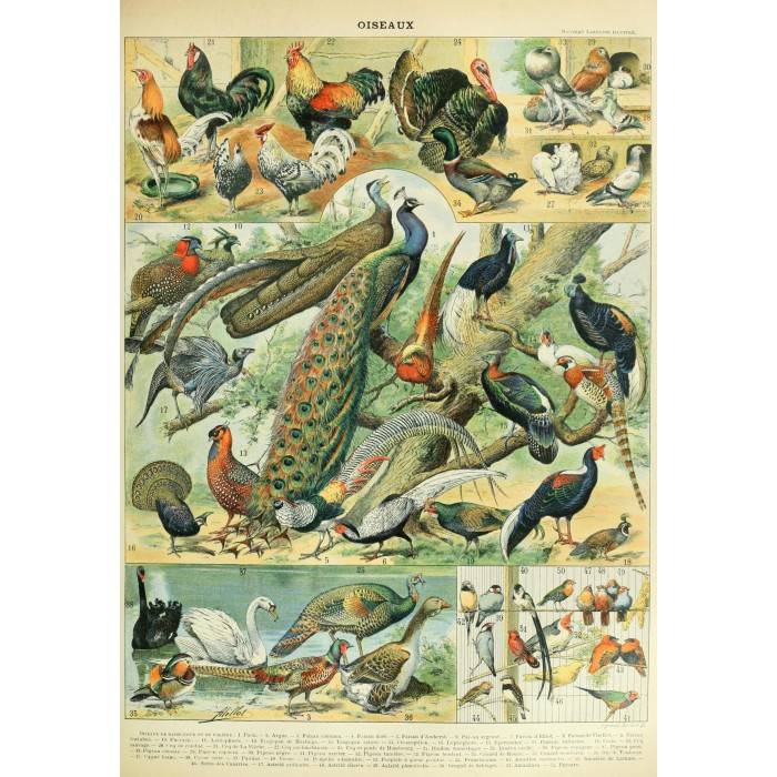 Dėlionė Paukščiai. Nouveau Larousse XIXa. piešinys. 1000